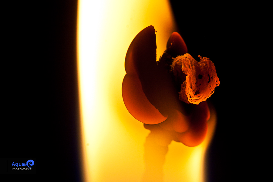 Candle Wick on Fire